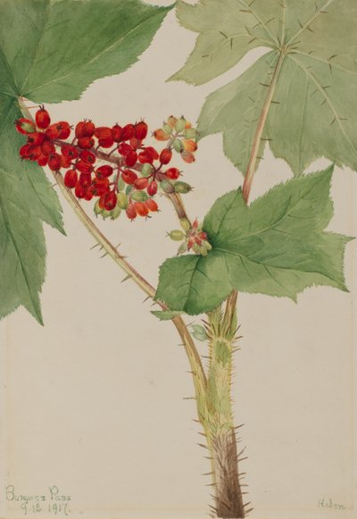 Echinopanax horridum, 1917 da Mary Vaux Walcott