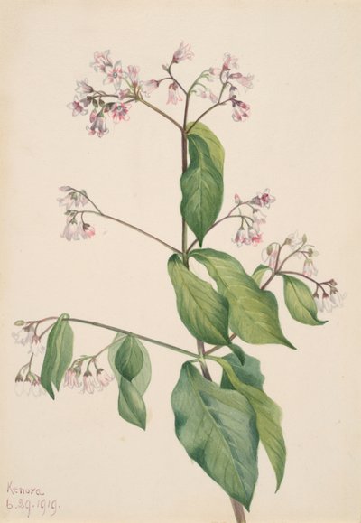 Apocino androsaemifolium, 1919 da Mary Vaux Walcott