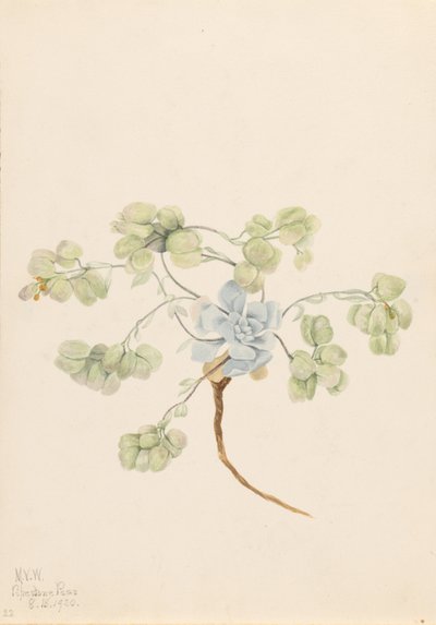 Doppio vescicatore (Physaria didymocarpa) da Mary Vaux Walcott