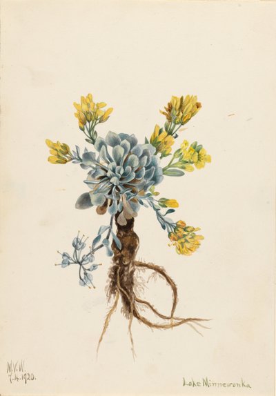 Doppio vescicatore (Physaria didymocarpa) da Mary Vaux Walcott