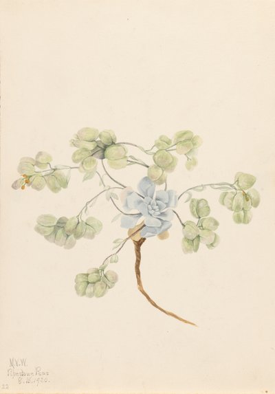 Physaria didymocarpa, 1920 da Mary Vaux Walcott
