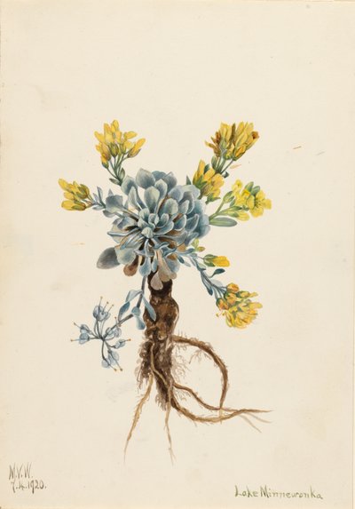 Double Bladderpod Physaria didymocarpa, 1920 da Mary Vaux Walcott