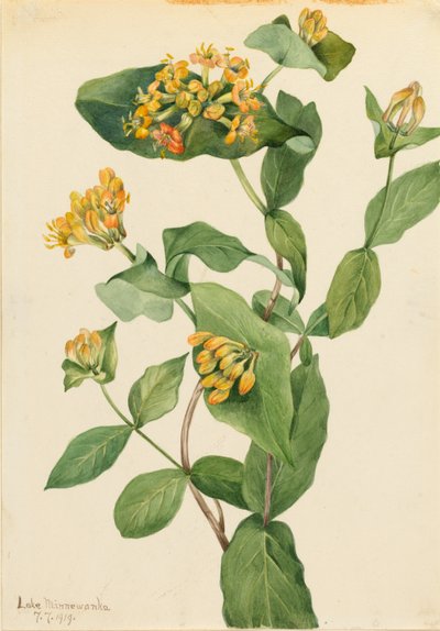 Caprifoglio di Douglas (Lonicera glaucescens) da Mary Vaux Walcott