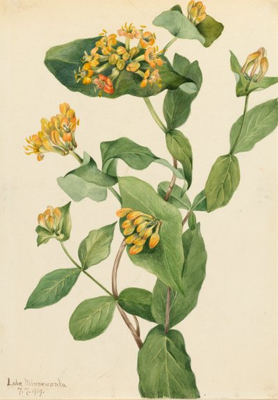 Caprifoglio di Douglas Lonicera glaucescens, 1919 da Mary Vaux Walcott
