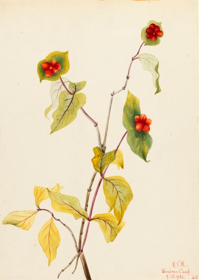 Caprifoglio di Douglas da Mary Vaux Walcott