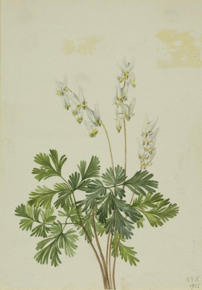 Breccia d
