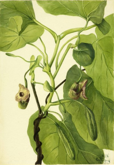 Tubo dell