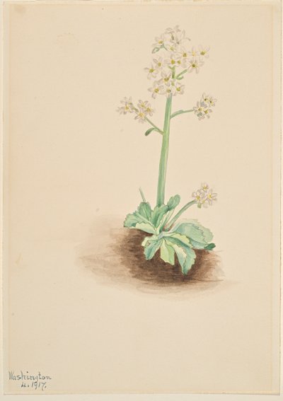 Sassifraga precoce (Saxifraga virginiensis) da Mary Vaux Walcott