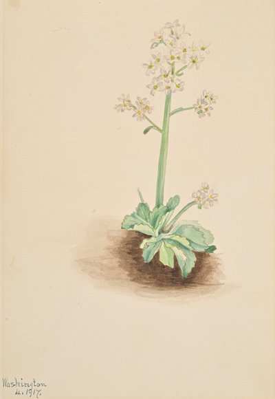 Sassifraga precoce Saxifraga virginiensis, 1917 da Mary Vaux Walcott