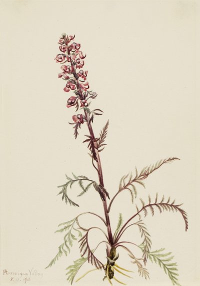 Testa di elefante (Pedicularis groenlandica) da Mary Vaux Walcott