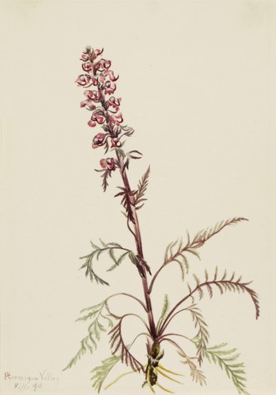 Pedicularis groenlandica da Mary Vaux Walcott