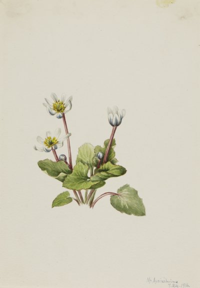 Elkslip Caltha leptosepala da Mary Vaux Walcott