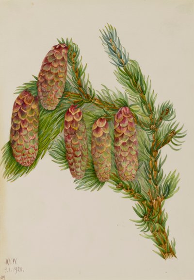 Abete Engelmann Picea engelmanni, 1920 da Mary Vaux Walcott