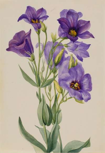 Eustoma russelianum da Mary Vaux Walcott