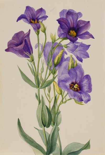 Eustoma russelianum, ca. primi anni 1930 da Mary Vaux Walcott