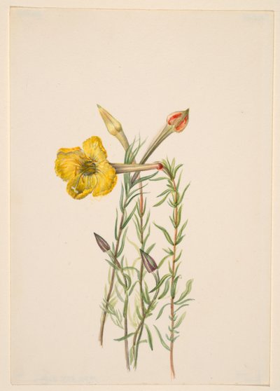 Enotera (Oenothera lavandalaefolia) da Mary Vaux Walcott