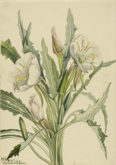 Primula della sera (Pachyoplus hirsutus) da Mary Vaux Walcott