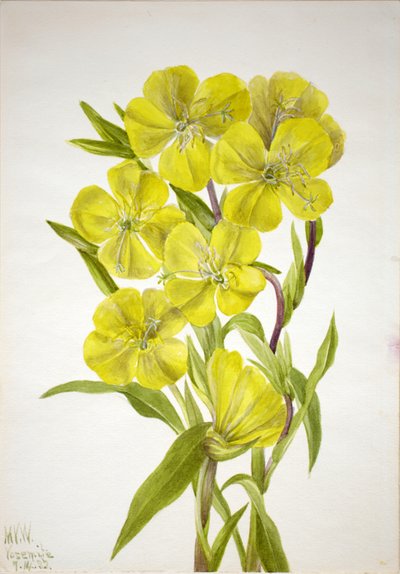 Oenothera, 1933 da Mary Vaux Walcott