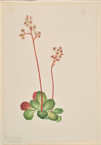 Sassifraga sempreverde (Leptarrhena pyrolifolia) da Mary Vaux Walcott