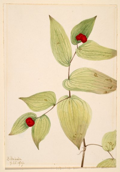 Campanelle delle fate (Disporum trachycarpum) da Mary Vaux Walcott