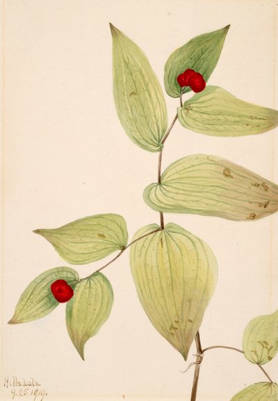 Campanule delle fate, 1919 da Mary Vaux Walcott