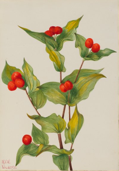 Campanelle delle fate (Disporum hookeri) da Mary Vaux Walcott