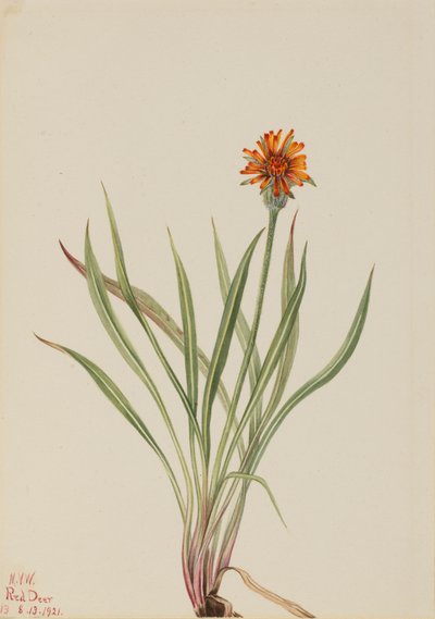 Falso dente di leone Agoseris aurantiaca, 1921 da Mary Vaux Walcott