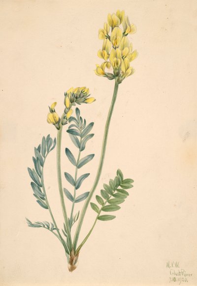 Falsa locoweed Oxytropia gracilis, 1920 da Mary Vaux Walcott