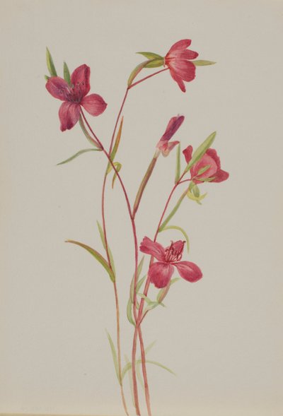 Addio alla primavera (Godetia amoena lilja) da Mary Vaux Walcott