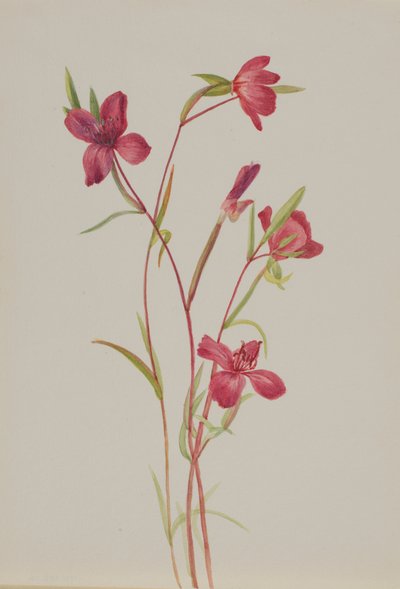 Addio alla primavera Godetia amoena lilja da Mary Vaux Walcott