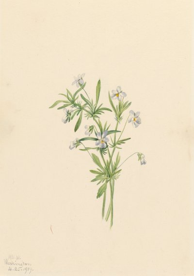 Viola dei campi Viola rafinesquii, 1919 da Mary Vaux Walcott