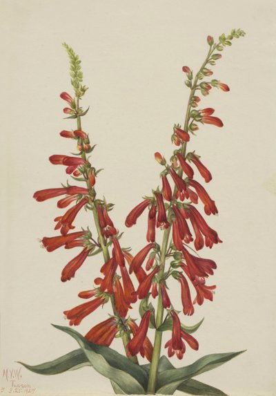 Pentstemon di fuoco (Pentstemon eatonii) da Mary Vaux Walcott