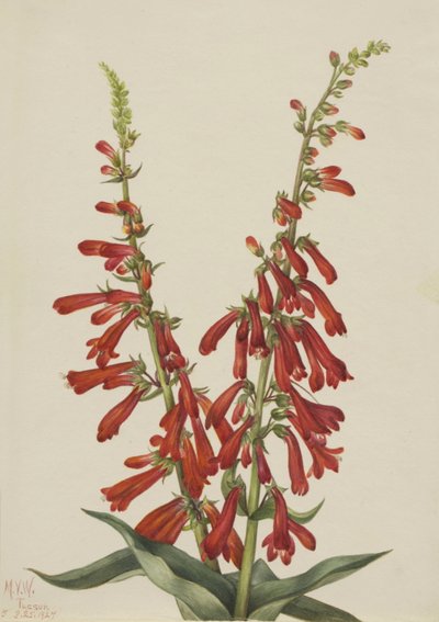 Pentstemon di fuoco Pentstemon eatonii, 1927 da Mary Vaux Walcott