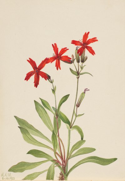 Silene virginica da Mary Vaux Walcott