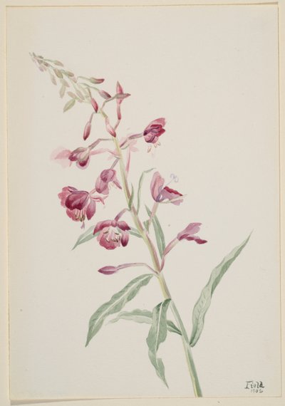 Alga di fuoco (Epilobium angustifolium) da Mary Vaux Walcott