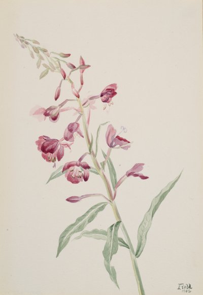 Epilobio angustifolium, 1902 da Mary Vaux Walcott