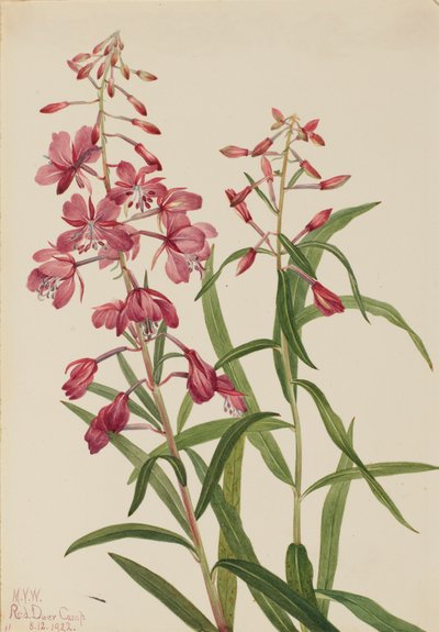 Epilobio angustifolio, 1922 da Mary Vaux Walcott