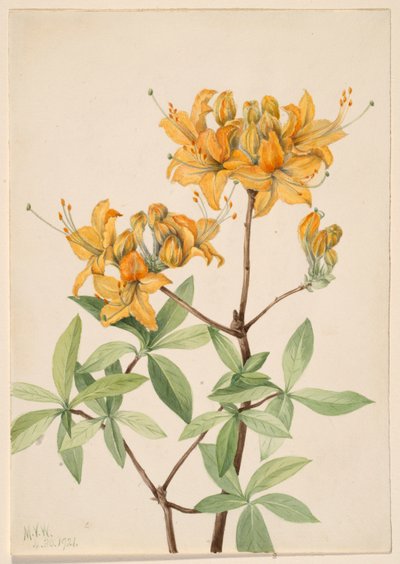 Azalea delle fiamme (Azalea lutea) da Mary Vaux Walcott