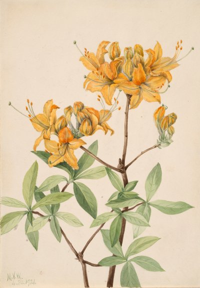 Azalea fiamma Azalea lutea, 1921 da Mary Vaux Walcott