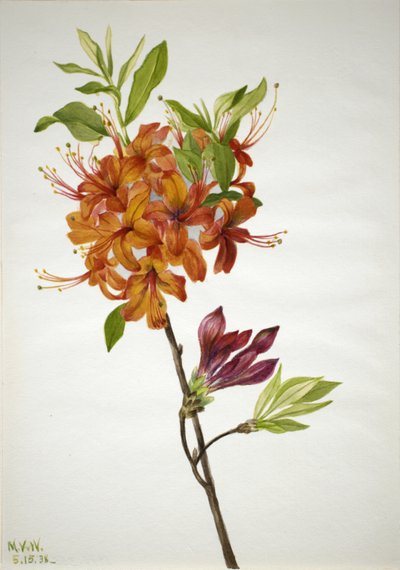 Azalea Fiammeggiante Rhododendron speciosum, 1938 da Mary Vaux Walcott
