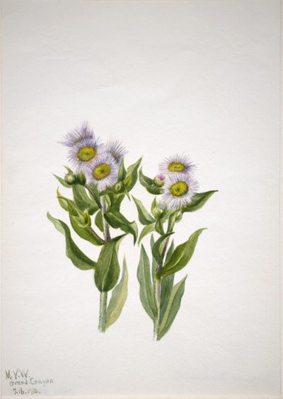 Fleabane (Erigeron macranthus) da Mary Vaux Walcott