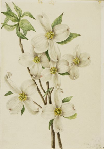 Corniolo da fiore (Cornus florida) da Mary Vaux Walcott