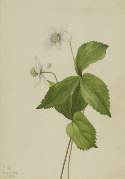 Anemone della foresta Anemone deltoidea da Mary Vaux Walcott