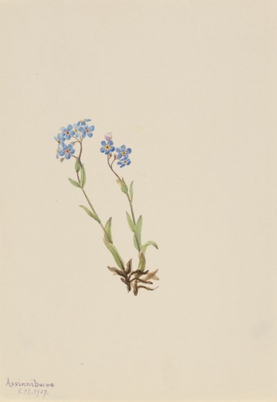 Nontiscordardime (Myosotis alpestris) da Mary Vaux Walcott
