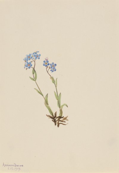Non ti scordar di me Myosotis alpestris, 1907 da Mary Vaux Walcott