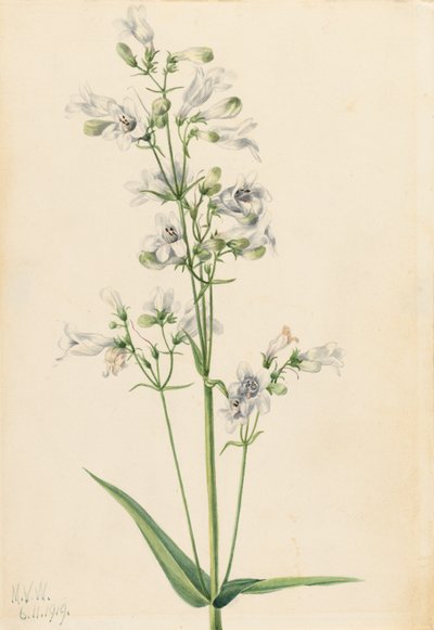 Pentstemon digitale da Mary Vaux Walcott