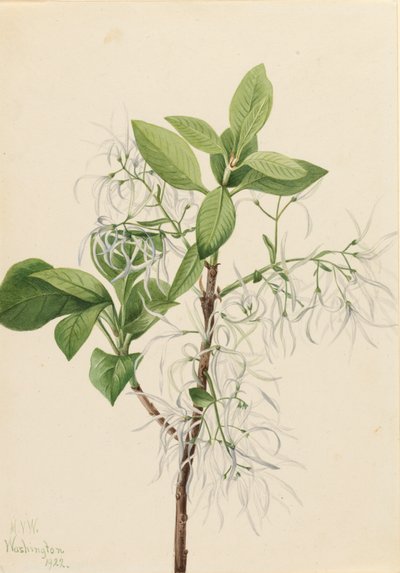 Albero della frangia Chionanthus virginica da Mary Vaux Walcott