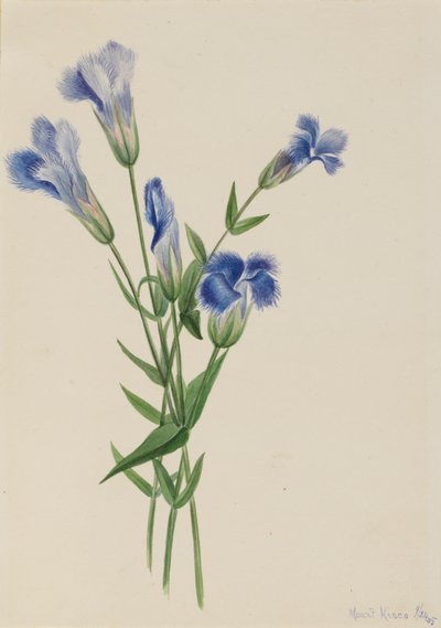 Genziana frangiata Gentiana crinita da Mary Vaux Walcott
