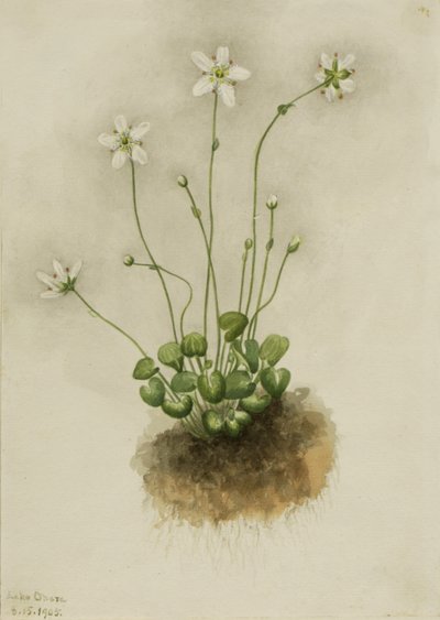 Parnassia frangiata Parnassia fimbriata, 1905 da Mary Vaux Walcott