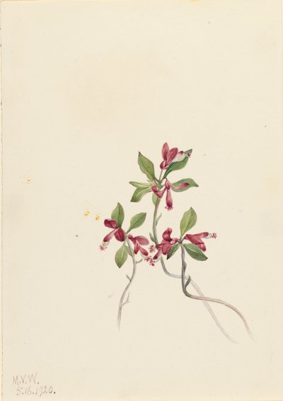 Poligala frangiata Polygala paucifolia, 1920 da Mary Vaux Walcott